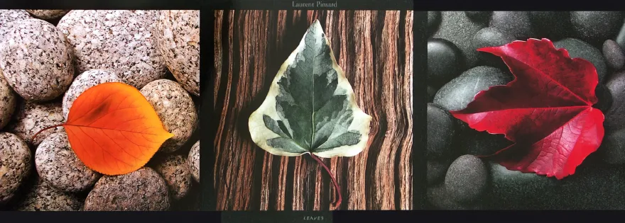 Leaves - Bunte blätter (Kunstdruck)