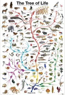 Lebensbaum Poster The Tree of Life