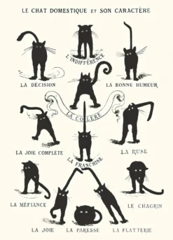 Le Chat domestique et son Caractère