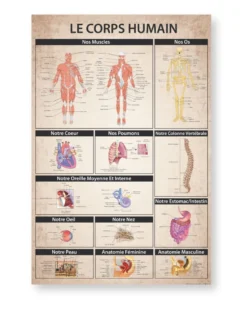 Le Corps humain Poster Der menschliche Körper