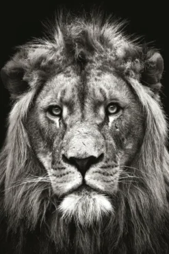 Löwe Poster Black & White Christian Meermann