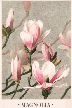 Magnolia Poster - Vintage Plakat - by L. Prang & Co, 1886 -61x91,5 cm