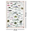 Mediterranean Fish Kunstdruck Fische des Mittelmeeres