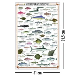 Mediterranean Fish Kunstdruck Fische des Mittelmeeres