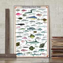 Mediterranean Fish Kunstdruck Fische des Mittelmeeres