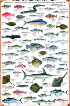 Mediterranean Fish Kunstdruck Fische des Mittelmeeres