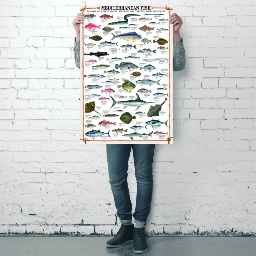 Mediterranean Fish Kunstdruck + 2 St. Posterleisten