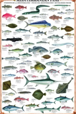 Mediterranean Fish Kunstdruck + 2 St. Posterleisten
