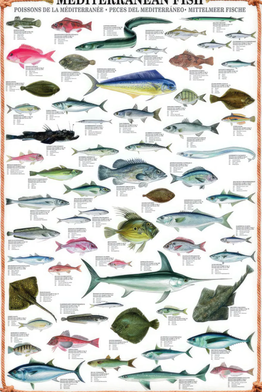 Mediterranean Fish Kunstdruck + 2 St. Posterleisten
