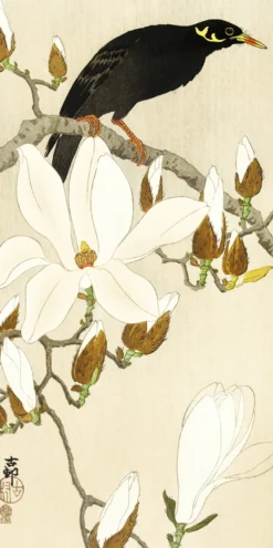 Myna Bird On Magnolia Branch Kunstdruck | Ohara Koson | 20x40 cm