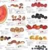 Obst und Nüsse Poster deutsch DIN A1