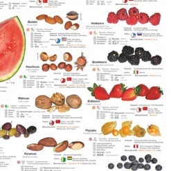 Obst und Nüsse Poster deutsch DIN A1