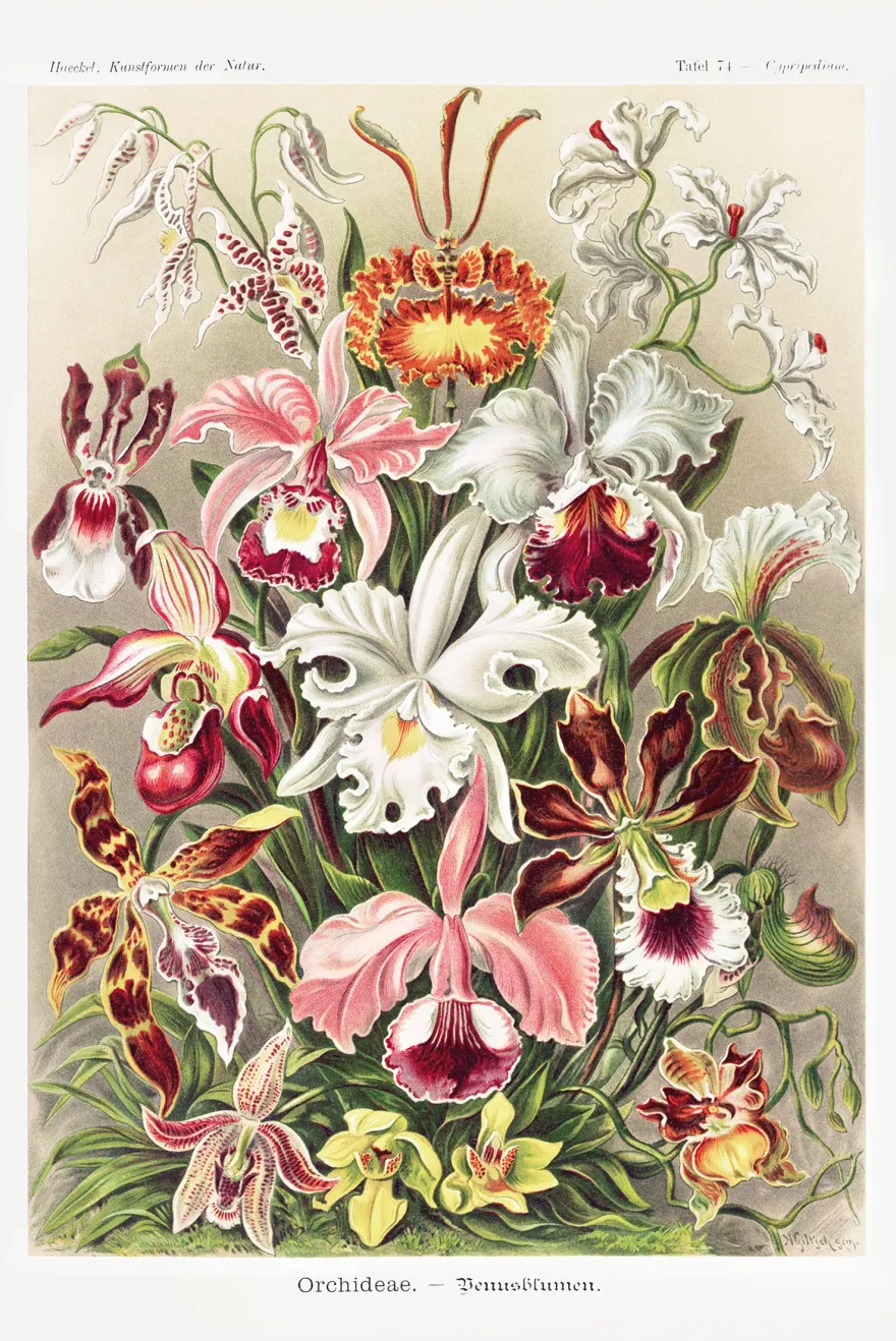 Orchideen Poster Ernst Haeckel Kunstformen der Natur,Tafel 74