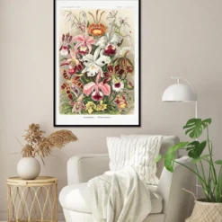 Orchideen Poster Ernst Haeckel Kunstformen der Natur,Tafel 74