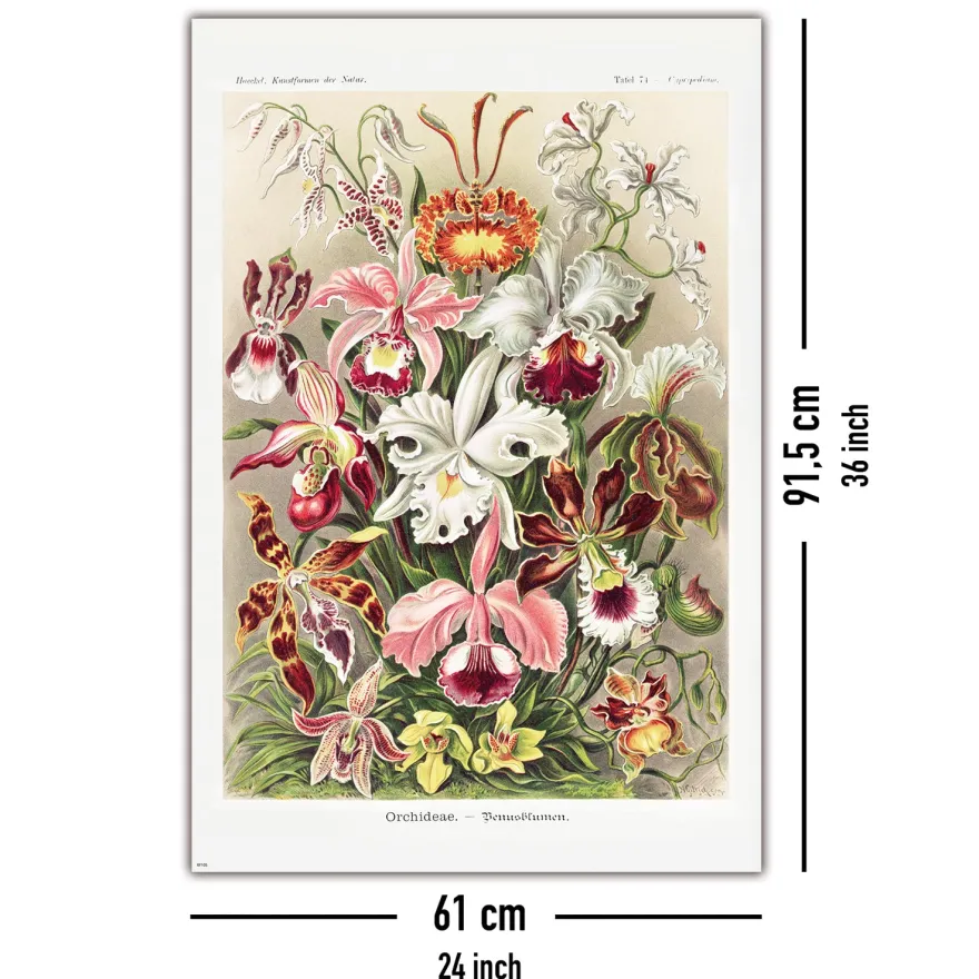 Orchideen Poster Ernst Haeckel Kunstformen der Natur,Tafel 74