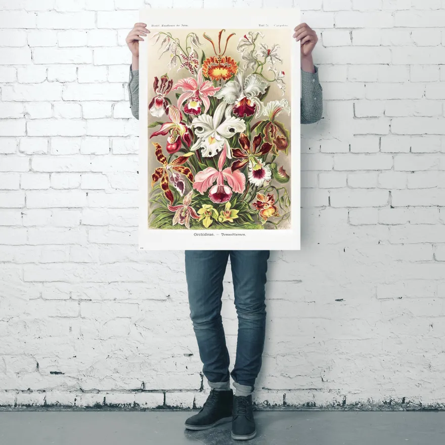 Orchideen Poster Ernst Haeckel Kunstformen der Natur,Tafel 74