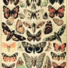 Papillons Kunstdruck Adolphe Millot
