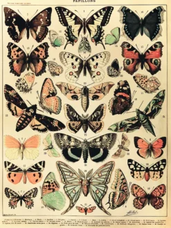 Papillons Kunstdruck Adolphe Millot