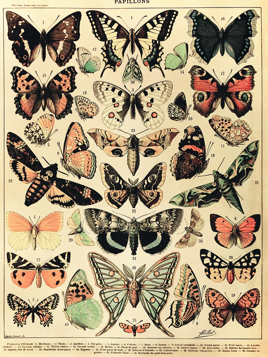 Papillons Kunstdruck Adolphe Millot