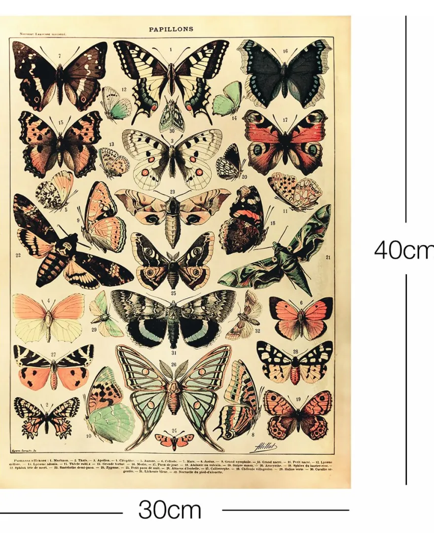 Papillons Kunstdruck Adolphe Millot