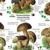 Pilze Poster deutsch DIN A1