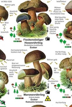 Pilze Poster deutsch DIN A1