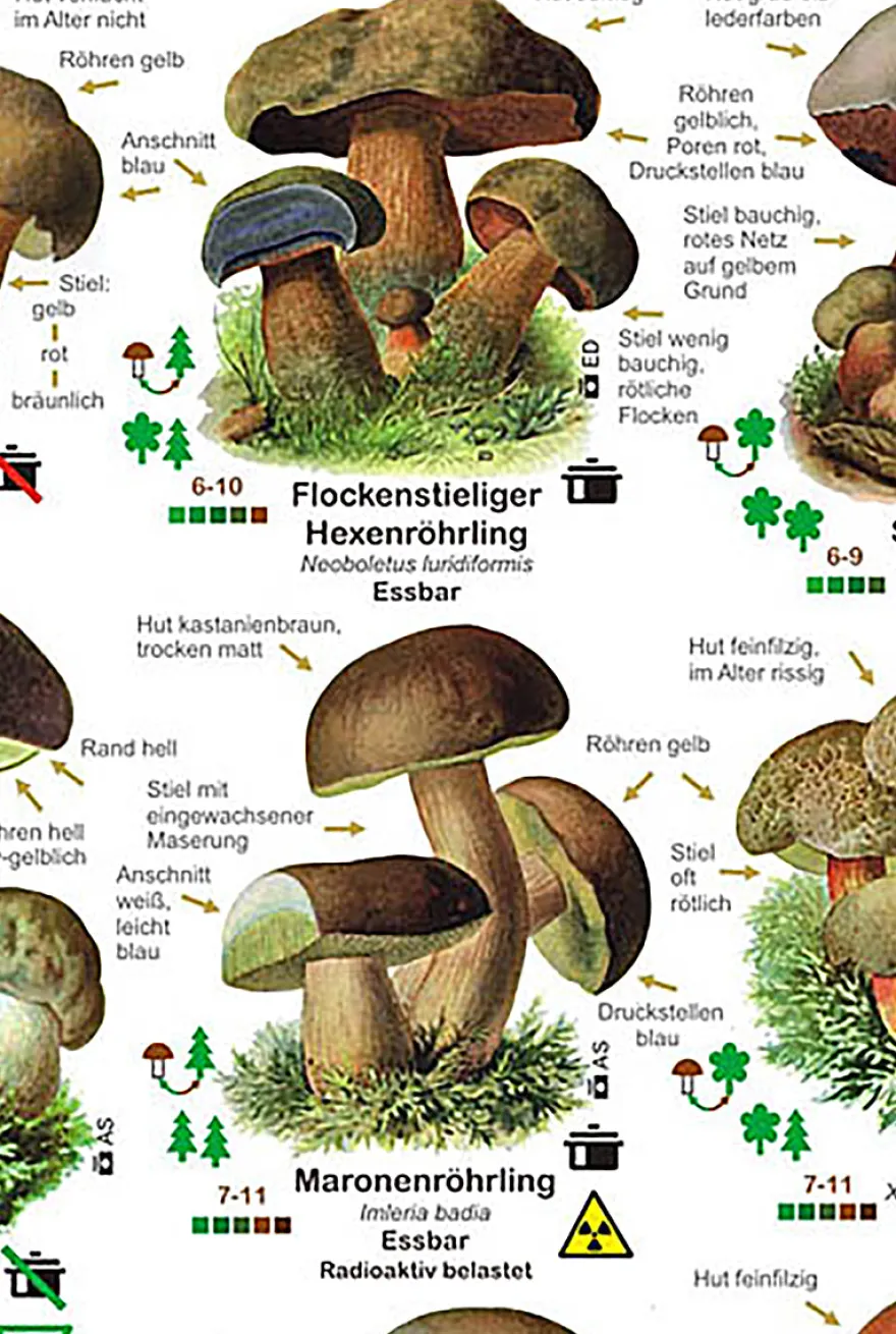 Pilze Poster deutsch DIN A1