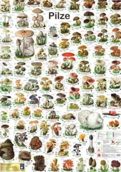 Pilze Poster deutsch DIN A1