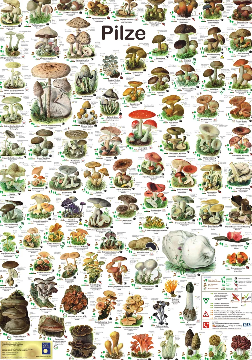 Pilze Poster deutsch DIN A1