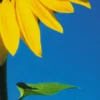 Postkarte Big Sunflower