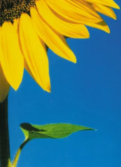 Postkarte Big Sunflower