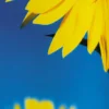 Postkarte Big Sunflower
