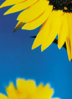 Postkarte Big Sunflower