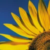Postkarte Big Sunflower