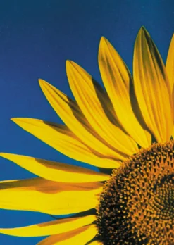 Postkarte Big Sunflower