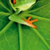 Postkarten-Puzzel Frog