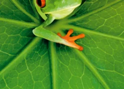Postkarten-Puzzel Frog