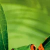 Postkarten-Puzzel Frog
