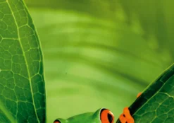 Postkarten-Puzzel Frog