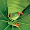Postkarten-Puzzel Frog
