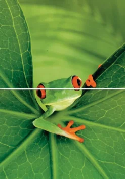 Postkarten-Puzzel Frog