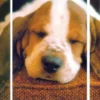 Postkarten-Puzzle Schlafender Basset