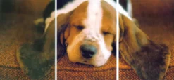 Postkarten-Puzzle Schlafender Basset