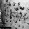 Postkarte The Blair Witch Project