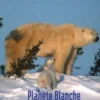Postkarte White Planet