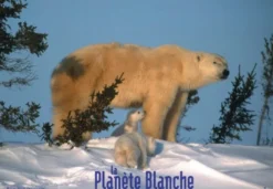 Postkarte White Planet