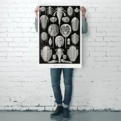 Schildtiere Poster E. Haeckel Kunstformen der Natur Tafel 47