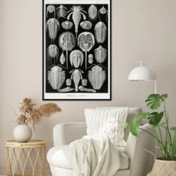 Schildtiere Poster E. Haeckel Kunstformen der Natur Tafel 47