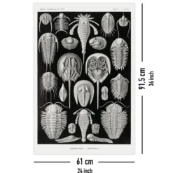 Schildtiere Poster E. Haeckel Kunstformen der Natur Tafel 47