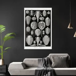 Schildtiere Poster E. Haeckel Kunstformen der Natur Tafel 47